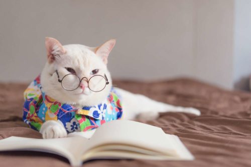 ספר מומלץ חתול
